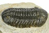 Beautiful Morocops Trilobite - Ofaten, Morocco #372440-3